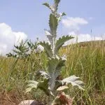 Thistle tüskés fű, a gyógyító növények, a használata a bogáncs