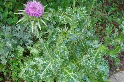 Thistle tüskés fű, a gyógyító növények, a használata a bogáncs