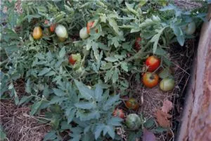 Tomate brad argintiu comentarii, fotografii, caracteristicile și descrierea soiului