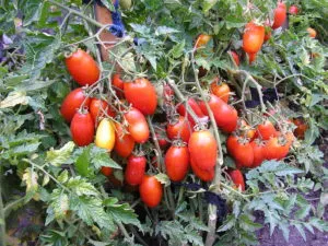 Tomate brad argintiu comentarii, fotografii, caracteristicile și descrierea soiului