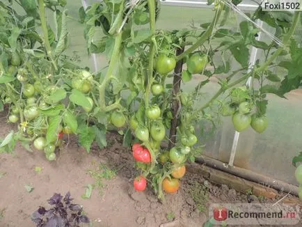 Tomate Regele Siberia - „cel mai bun, varietatea de producție de portocale, roșii de fructe mari