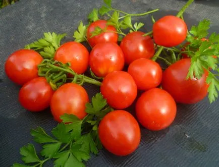 Tomate Stolîpin - producând și varietăți rezistente la boli