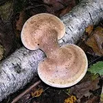 Birch Polypore лечебни свойства, приложение, за лечение на гъбички, отслабване, снимка