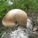 Birch Polypore лечебни свойства, приложение, за лечение на гъбички, отслабване, снимка