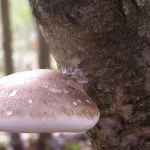 Birch Polypore лечебни свойства, приложение, за лечение на гъбички, отслабване, снимка