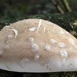 Birch Polypore лечебни свойства, приложение, за лечение на гъбички, отслабване, снимка