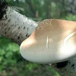 Birch Polypore лечебни свойства, приложение, за лечение на гъбички, отслабване, снимка