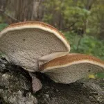 Birch Polypore лечебни свойства, приложение, за лечение на гъбички, отслабване, снимка