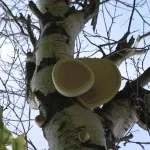 Birch Polypore лечебни свойства, приложение, за лечение на гъбички, отслабване, снимка