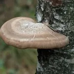 Birch Polypore лечебни свойства, приложение, за лечение на гъбички, отслабване, снимка