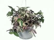 Tradescantia otthon, gondoskodás a normál és problémás növekedés