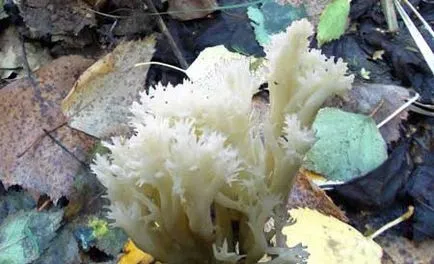 nyír Polypore