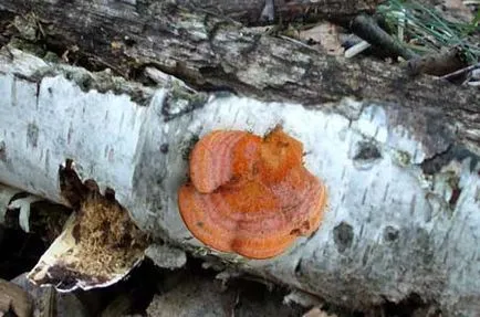 nyír Polypore