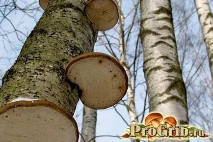 proprietăți medicinale Birch polipora aplicare, tratament de ciuperci, slăbire, fotografie