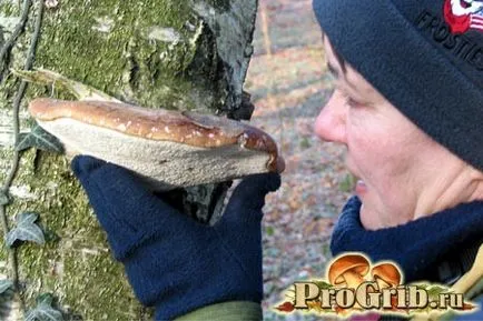 Birch Polypore лечебни свойства, приложение, за лечение на гъбички, отслабване, снимка