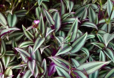 Tradescantia de îngrijire la domiciliu, cultivarea, propagare, plantare, transplantare, tăiere, specii