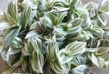 Tradescantia грижи у дома, култивиране, размножаване, засаждане, пресаждане, подрязване, видове