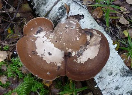 Birch Polypore nyírfatapló vagy nyírfa szivacs