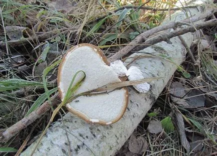 Birch Polypore nyírfatapló vagy nyírfa szivacs