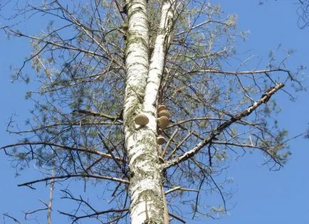 Birch Polypore nyírfatapló vagy nyírfa szivacs