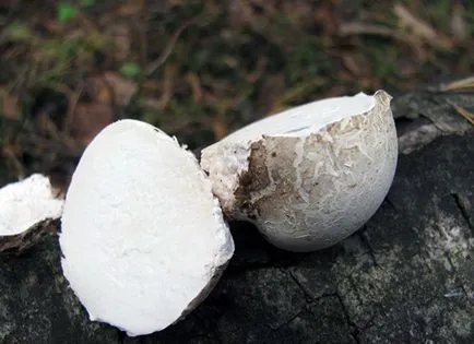 Birch Polypore nyírfatapló vagy nyírfa szivacs