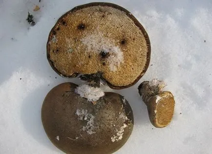 Birch polipora piptoporus betulinus sau mesteacăn burete