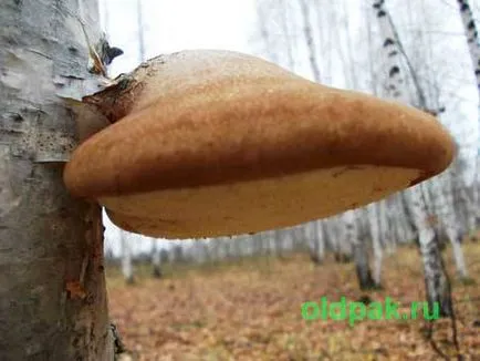 nyír Polypore