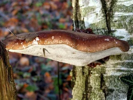 Birch Polypore - medikus nyír ligetek