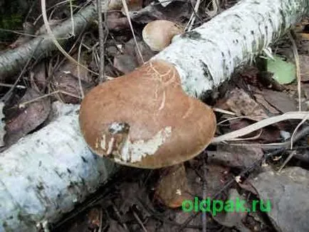 nyír Polypore