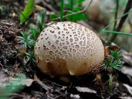 nyír Polypore