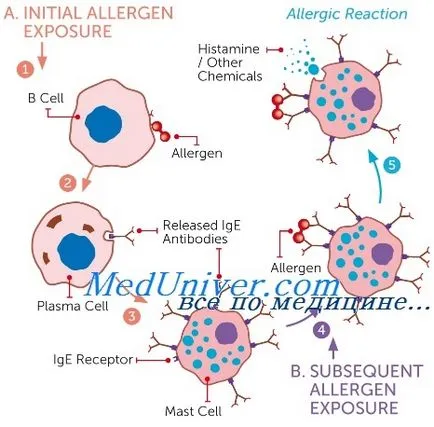 Hízósejtek allergiás reakciók