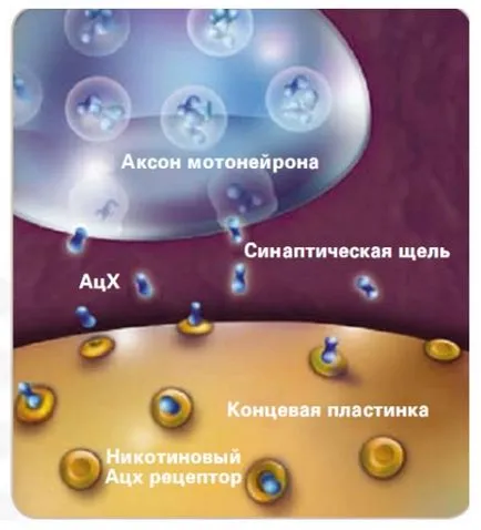 Injekciók Osteochondrosis kezelésre hatásos injekciók