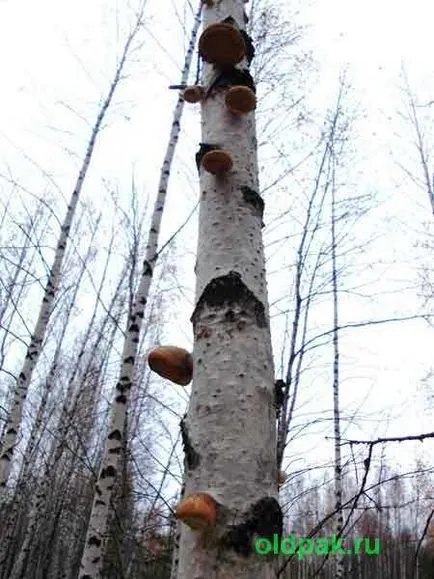 nyír Polypore