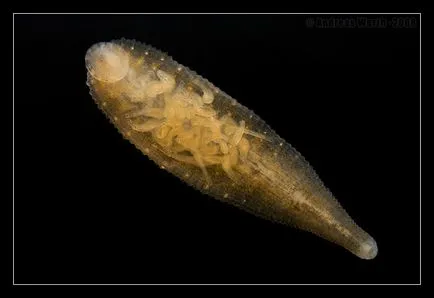 Glossiphoniidae аквариум