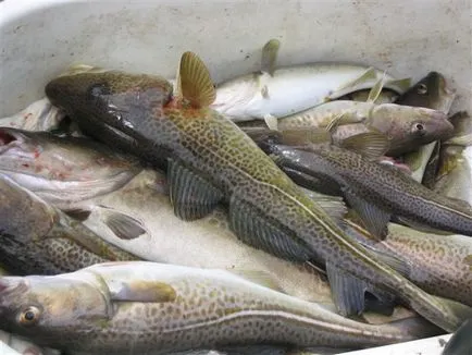 Közönséges tőkehal - a legkeresettebb kereskedelmi halak - víz - a forrása a szépség és fiatalság