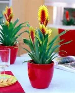 bromeliads îngrijire Bromelii condiții și îngrijire de plante de interior în creștere