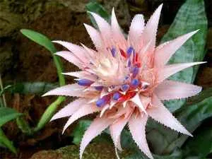 bromeliads îngrijire Bromelii condiții și îngrijire de plante de interior în creștere