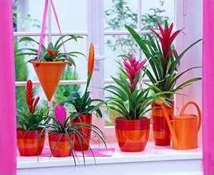 Care bromeliads bromeliads termesztési feltételek és gondozás szobanövények