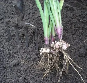 Care tulipán tavasszal az országban műtrágyázás, feldolgozás