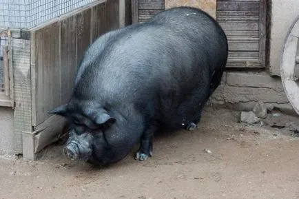 Виетнамски прасенца vislobryuhie свиневъдството, отглеждане, грижа, тегло в 7 месеца, какво да се хранят