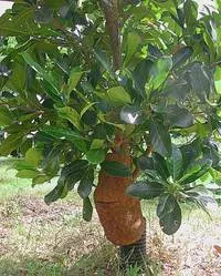 jackfruit cultivare