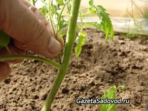 Cultivarea tomate nonseedlings drum pe teren, sfatul experților și cele mai bune