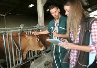 Méh süllyedés tehenek előtt és ellés utáni kezelés