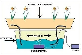 Cultivarea trandafiri în hidroponice cu efect de seră