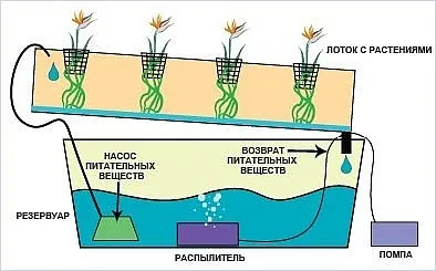 Cultivarea trandafiri în hidroponice cu efect de seră