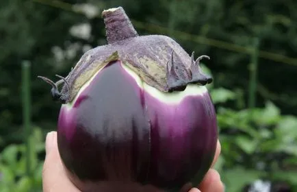 Vetőmagok padlizsán otthoni kezelése gazdálkodási gyakorlat és szabályok