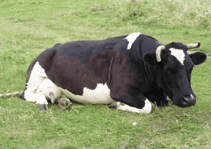 Матката пролапс при крави, преди и след отелването, лечение