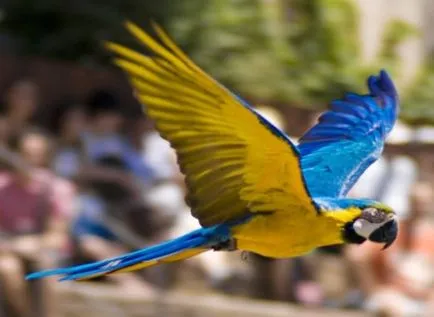Elindult papagáj, hogy mit és hogyan lehet megakadályozni, és a film az állatok