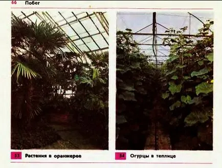 Növő növények üvegházi és üvegházak