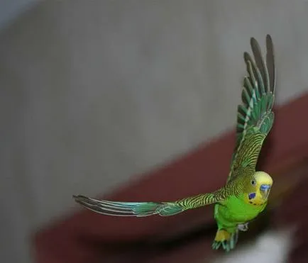Elindult papagáj, hogy mit és hogyan lehet megakadályozni, és a film az állatok